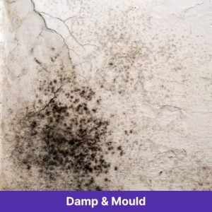 Damp & Mould