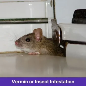Vermin or Insect Infestation